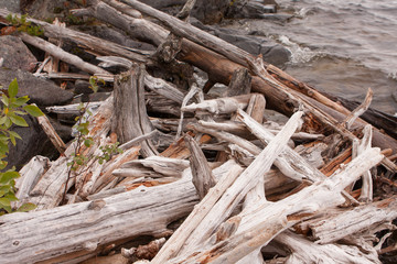Dead trees in the flood area. Dry logs on the shore of the reservoir