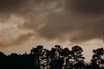 dramatic sky with clouds and trees