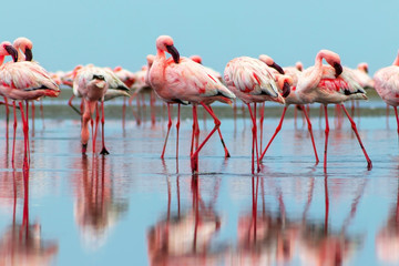 Obraz premium Wild african birds. Group birds of pink african flamingos walking around the blue lagoon on a sunny day