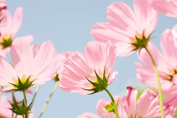 Fototapeta na wymiar the beautiful cosmos flowers in the garden with the sunny day using as nature background and wallpaper.
