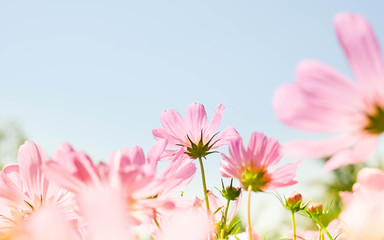 the beautiful cosmos flowers in the garden with the sunny day using as nature background and wallpaper.