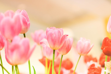 The beautiful tulip flowers in the garden using as the nature background and spring season wallpaper concept.