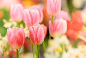 The beautiful tulip flowers in the garden using as the nature background and spring season wallpaper concept.