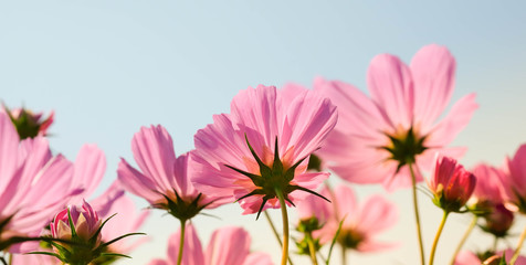 Fototapeta na wymiar the beautiful cosmos flowers in the garden with the sunny day using as nature background and wallpaper.