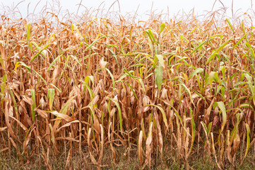 Maisfeld verdorrt aufgrund von Wassermangel