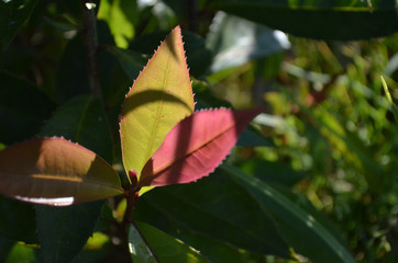 Beautiful Natural Fresh Flower in Garden.