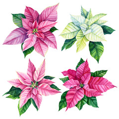set of poinsettia flowers on a white background, watercolor illustration, hand drawing, christmas decorations