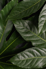 The green leaves of the tropical plant close up. View from above
