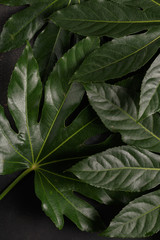 Fototapeta premium The green leaves of the tropical plant close up. View from above