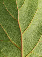 The green leaves of the tropical plant close up. View from above