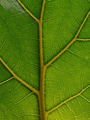 The green leaves of the tropical plant close up. View from above