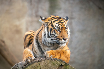 Sumatra tiger lying, wild animal