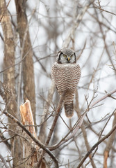 Northern Hawk-Owl (Surnia ulula) hunting from the top of a tree in Canada