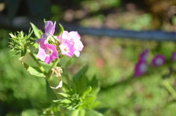 Beautiful Natural Fresh Flower in Garden.