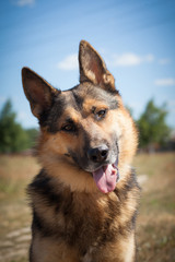 big red black dog on a background of sky and trees