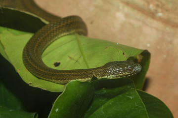 Close up baby green anaconda snake is biggest snake in the world