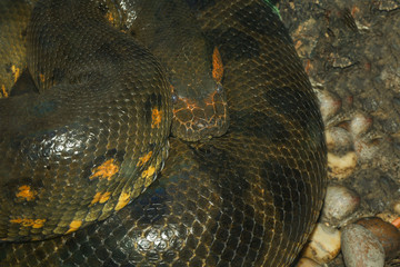 Close up green anaconda snake is biggest snake in the world
