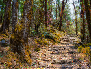 Hiking trail in forest with mysterious old trees in the national park Lantang, Trekking to the lake...