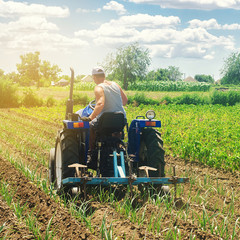 Obraz premium A farmer on a tractor plows a field. Vegetable rows of leeks. Plowing field. Seasonal farm work. Agriculture crops. Farming, farmland. Organic vegetables. Weed protection. Selective focus