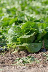 The lettuce growing in the field