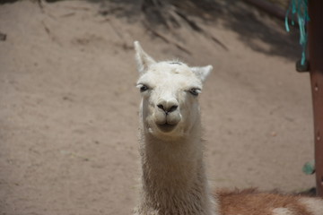 Obraz premium portrait of lama