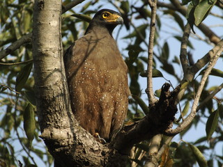 Crested Serpent Eagle 