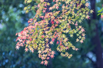 中央公園の紅葉#8