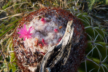 flor de captus en el desierto