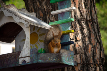 squirrel on tree