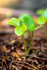 Green sprout growing out from soil in the rainy season.with copy space for your text.