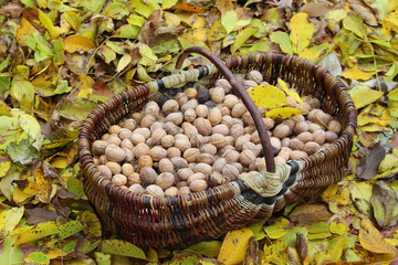 Walnuts in a basket. Harvest nuts. Golden autumn.