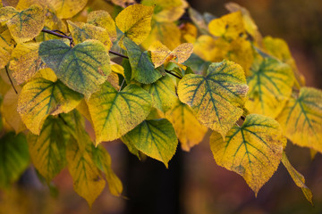 autumn yellow maple leaves. natural background