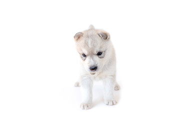 Siberian Husky Dog Puppy on white background
