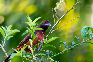 Panama - El Valle de Anton - Crimson-backed Tanager