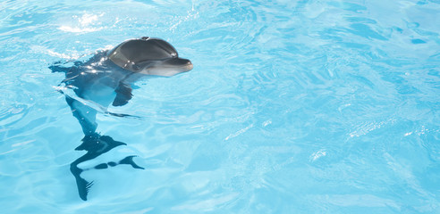 view of nice bottle nose dolphin  swimming in blue crystal water