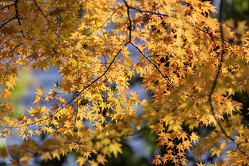 中央公園の紅葉#10