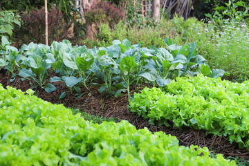 Closeup of organic Chinese kale, green oak  and other vegetable growing in backyard garden in sunny morning.
