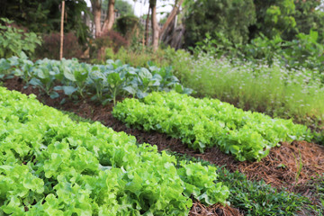 Closeup of organic green oak, Chinese kale and other vegetable growing in backyard garden in sunny morning.