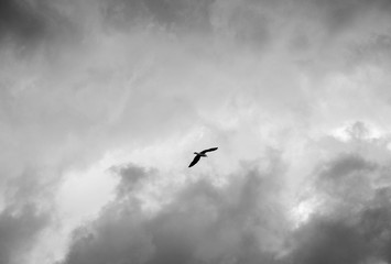 seagull in the sky