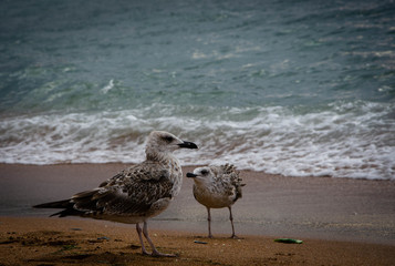 seagull on the beach