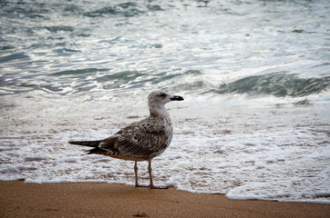 seagull on the beach