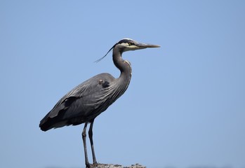closeup of Great Blue Heron blue sky background, side view 