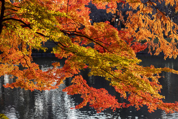 中央公園の紅葉#17