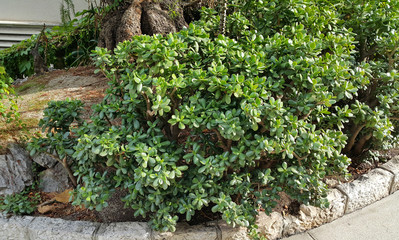 Fototapeta na wymiar Crassula or Money tree succulent plant growing outdoors