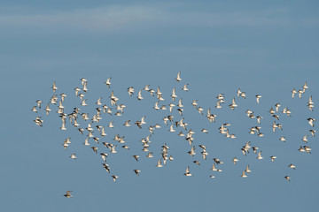 Red Knot, Grey Plover and Dunlin birds flying over sea at daytime