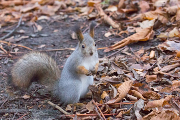 Naklejka na ściany i meble winter squirrel between old leaves