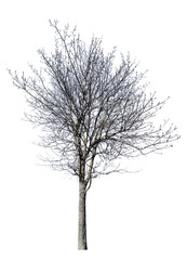 isolated dense bare winter tree