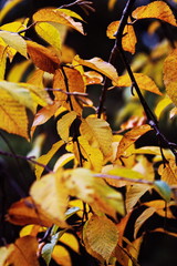 Fall leaves in a forest in Ontario, Canada. Colorful leaves changing with the season.