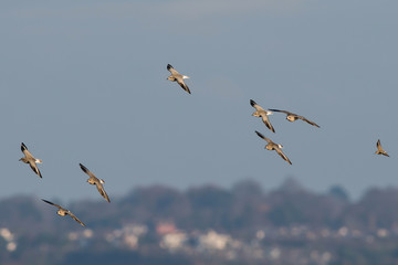 Grey Plover birds flying over sea at daytime