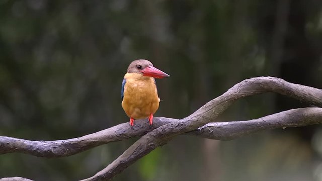 A Storkbilled Kingfisher Perched On A Tree Branch And Checking His Surroundings - Close Up Shot